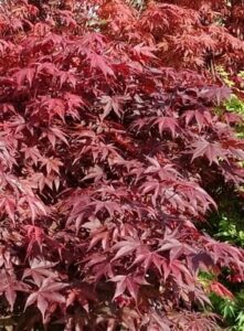 Acer 'Fireglow' Acer palmatum