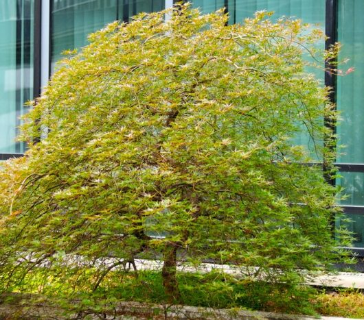Acer palmatum Japanese maple Seiryu stunning weeping maple green foliage branches feature tree