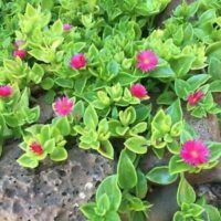 Aptenia 'Baby Sunrose' 4" Pot