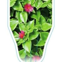 Aptenia 'Baby Sunrose' 4" Pot