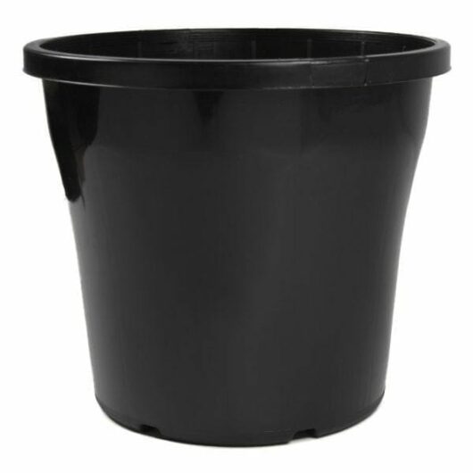 Hello Hello Plants Melbourne Australia Black Plastic 8L Euro 25cm