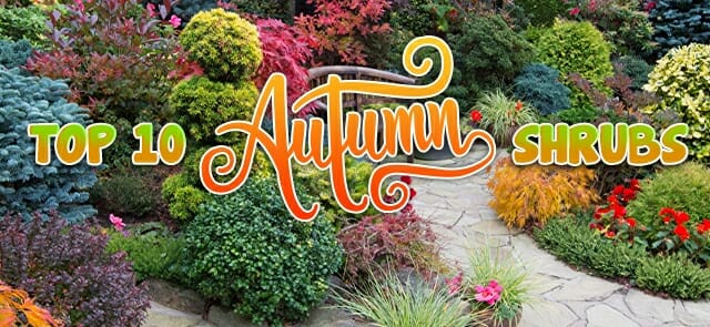 Top 10 Autumn Shrubs!