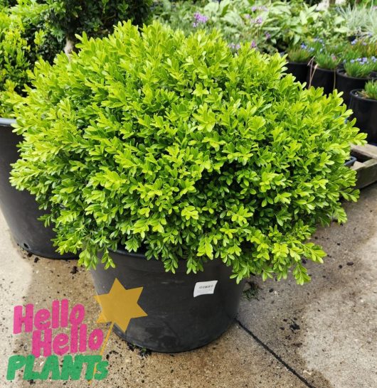 Buxus michrophylla microphylla koreana Korean Box Topiary Ball Advanced bright green lush foliage