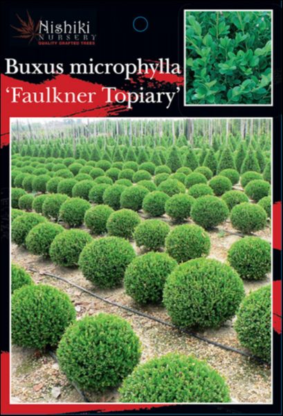 Buxus 'Faulkner' Boxwood Topiary Ball 16