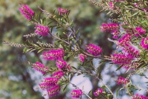 Sprigs of Callistemon 'Purple Splendour' with vivid pink feathery blooms and vibrant green leaves are displayed against a beautifully blurred backdrop.