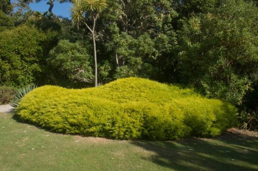 A dense, bright green Coleonema 'Golden' Diosma 6" Pot (Eco Grade) bush with a rounded shape is situated on a grassy area surrounded by various trees and shrubs.