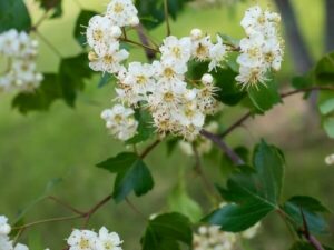 Crataegus phaenopyrum Washington Hawthorn Flowers