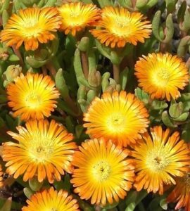 Delosperma Suntropics Copper Ice Plant 1