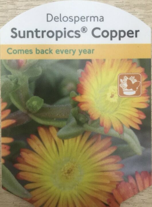 Delosperma Suntropics Copper Ice Plant