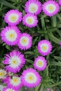 Delosperma Suntropics® 'Hot Pink' Ice Plant 6" Pot