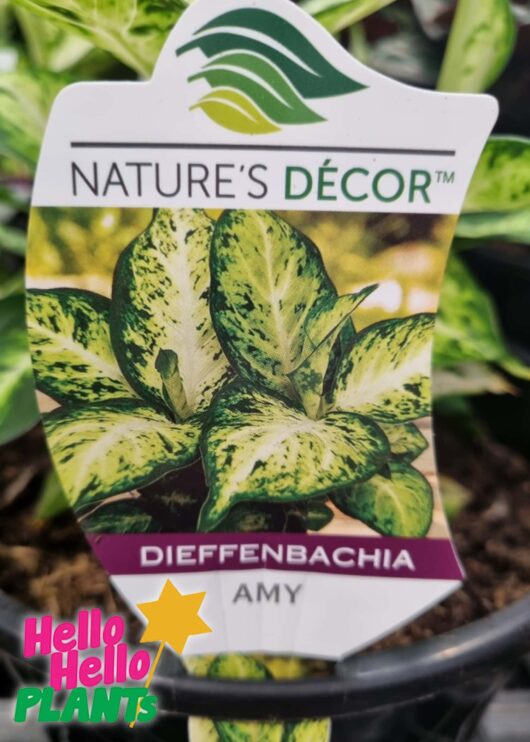 Dieffenbachia Amy Dumb Cane