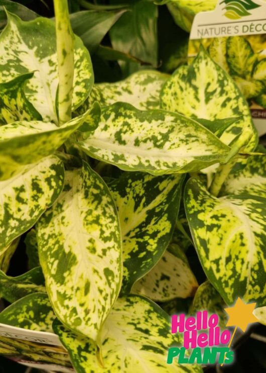 Dieffenbachia Amy Dumb Cane foliage 1