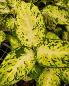 Dieffenbachia Amy Dumb Cane foliage