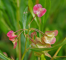 Dodonaea Viscosa sticky hop bush