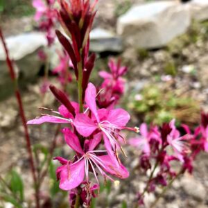 Gaura lindheimeri Geyser Pink' Butterfly Bush 1