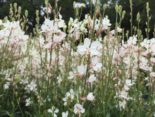 Gaura lindheimeri Geyser White' Butterfly Bush 1