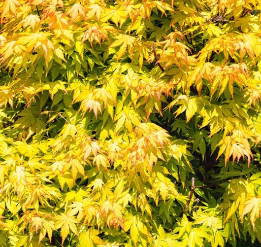 Acer palmatum 'Aureum' 10" Pot