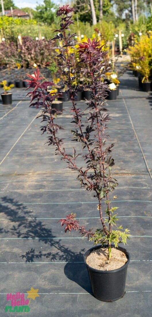 Hello Hello Plants Nursery Melbourne Victoria Australia Acer palmatum Nishiki Red Spire Japanese Maple 25cm Pot