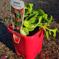 Aptenia 'Baby Sunrose' 4" Pot