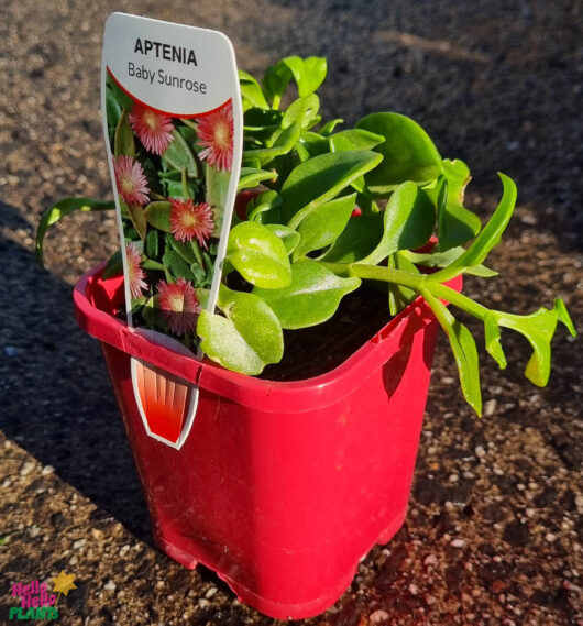 Aptenia 'Baby Sunrose' 4" Pot