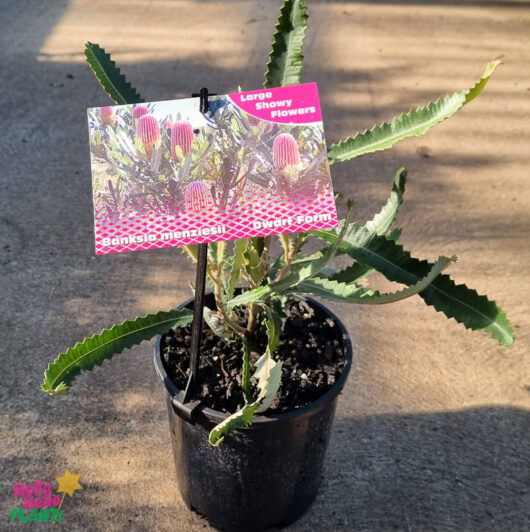 Hello Hello Plants Banksia menziesii Menzies Dwarf 6 Pot