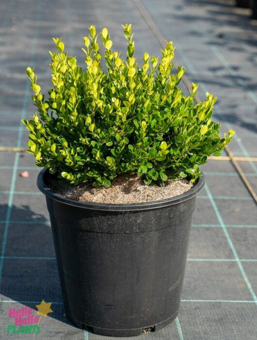 Hello Hello Plants Nursery Melbourne Victoria Australia Buxus microphylla Faulkner Box Topiary Ball 10in Pot