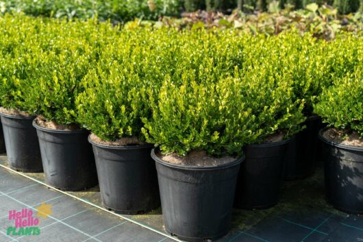 Hello Hello Plants Nursery Melbourne Victoria Australia Buxus microphylla Dwarf Faulkner Box Topiary Ball 10in Pot