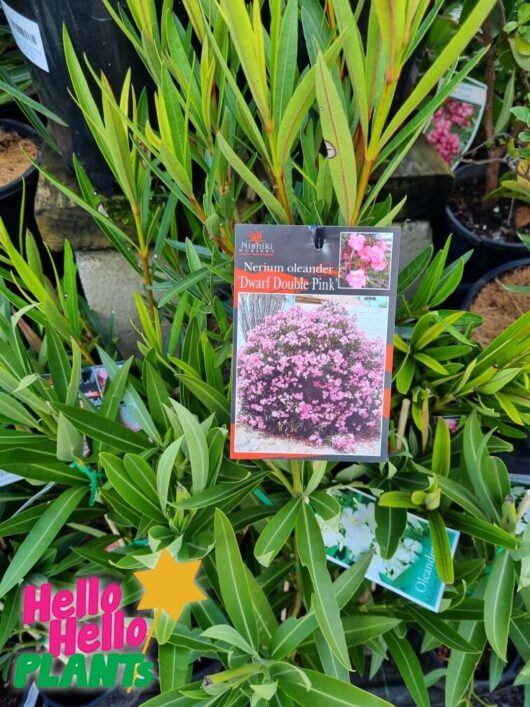Nerium 'Double Pink Dwarf' 8" Pot