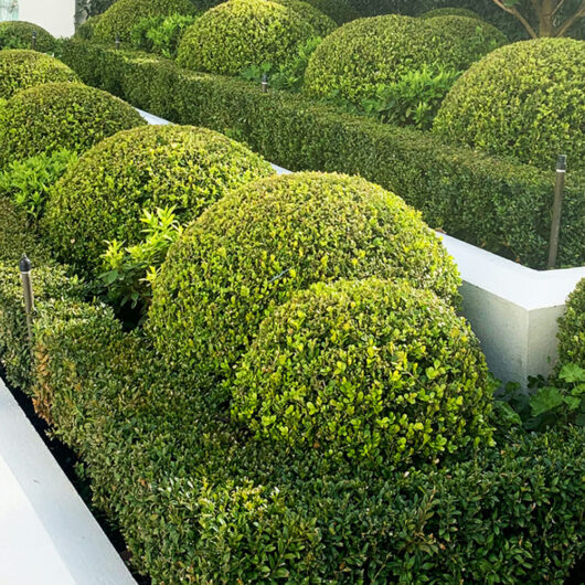 Buxus 'Korean Box' Topiary Ball 16" Pot