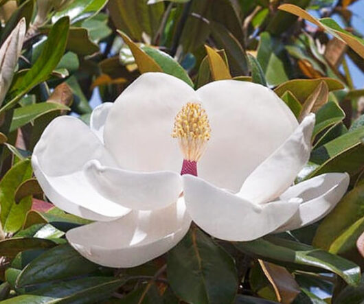 Hello Hello Plants Magnolia Exmouth flower