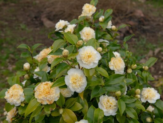 Camellia japonica 'Brushfield's Yellow'