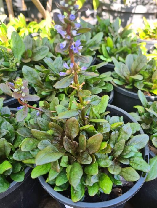 Ajuga 'Tuff n Tidy' 6" Pot
