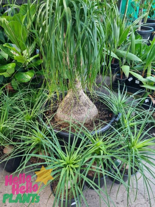 Beaucarnea 'Pony Tail Palm'