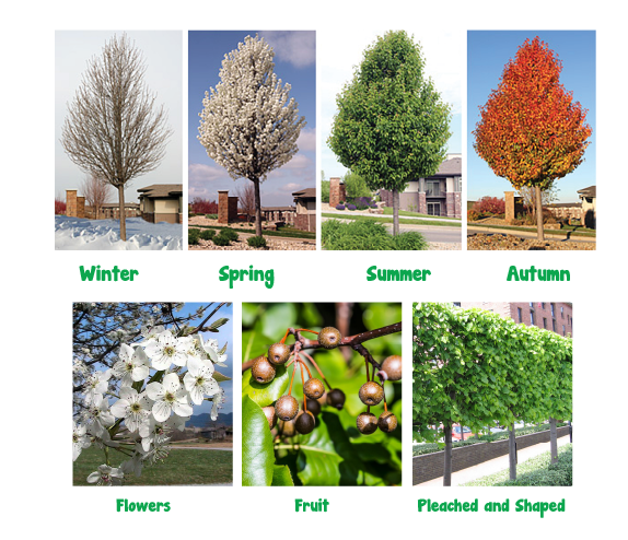 Ornamental on sale pear tree