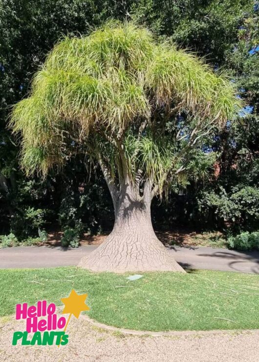 Beaucarnea 'Pony Tail Palm'