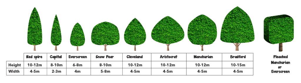 Hello Hello Plants comparison chart of ornamental pear trees showing their average heights and widths.