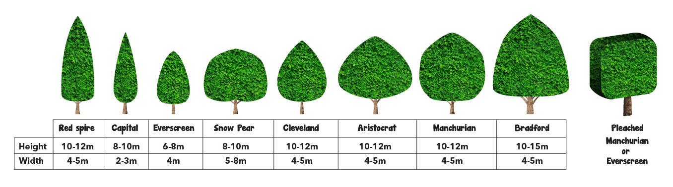 Hello Hello Plants comparison chart of ornamental pear trees showing their average heights and widths.