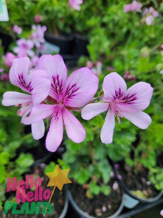 lemon scented geranium mozzie plant mozzie blocker pelargonium pink flowers