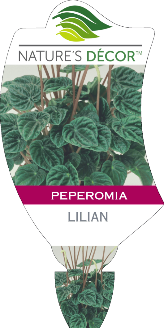 Peperomia Lilian