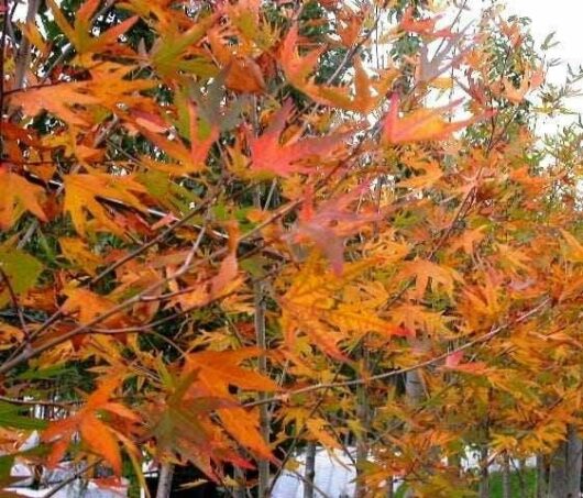 Platanus 'Autumn Glory' Plane Tree 12" Pot