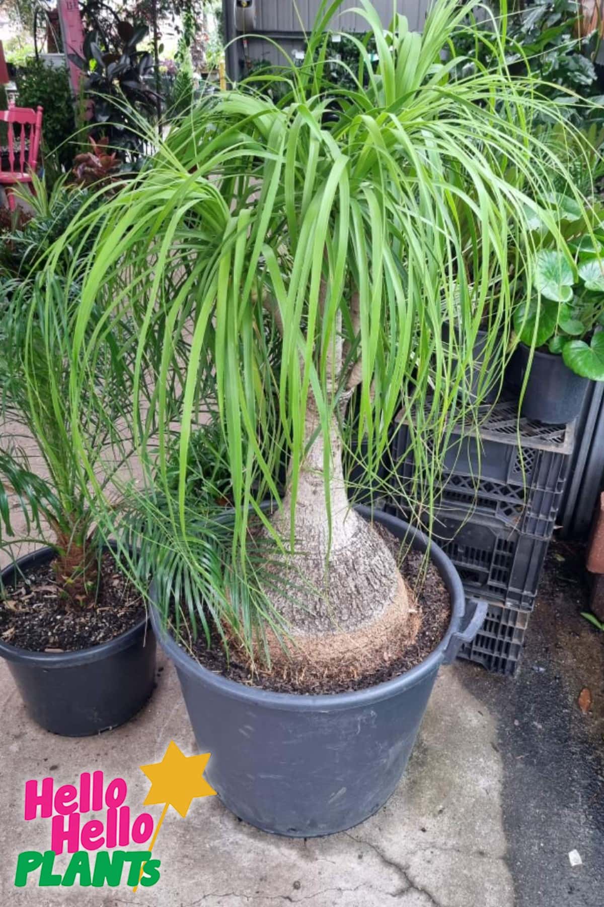 Beaucarnea 'Pony Tail Palm' 24