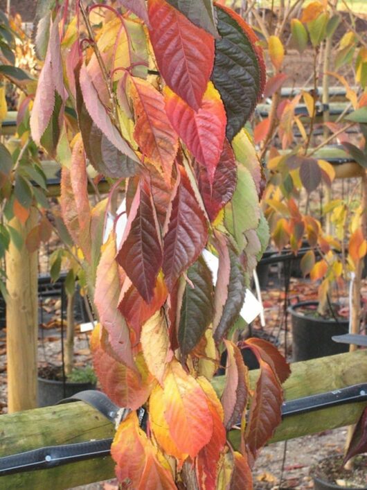 Prunus Serrulata erecta 'Amanogawa' japanese ornamental flowering cherry foliage