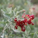 Rhagodia parabolica 'Fragrant Saltbush' foliage and berries