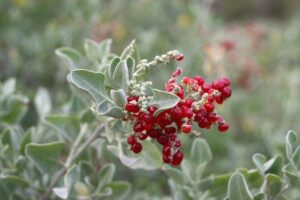 Rhagodia parabolica 'Fragrant Saltbush' foliage and berries