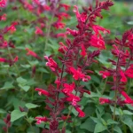 Salvia Roman Red Sage