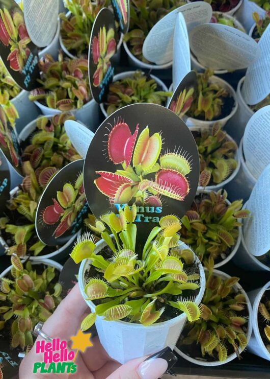 Venus Flytraps 3" Pot