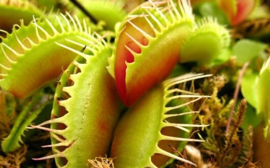 Venus Flytraps 3" Pot