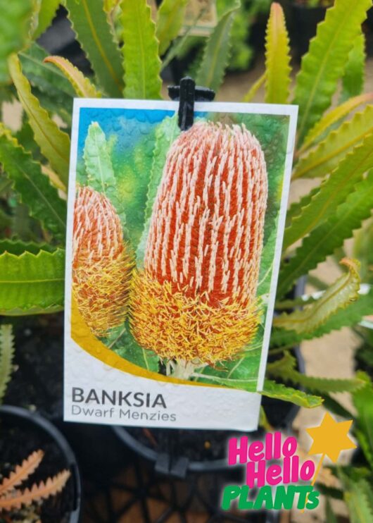 banksia label front