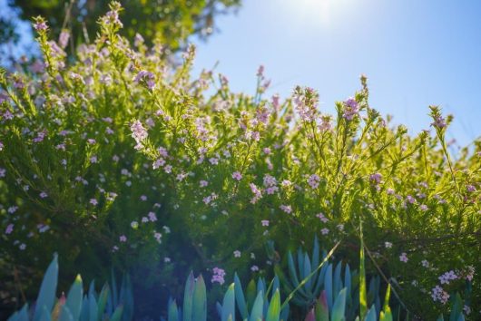 A bush with small pink flowers and green foliage is bathed in sunlight under a clear blue sky, flanked by an Olea 'Kalamata' Olive (Espaliered) 10″ Pot thriving in its 10″ pot.
