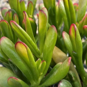 crassula ovata gollum 'jade plant' succulent
